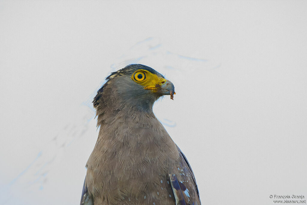 Crested Serpent Eagle