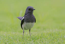 Oriental Magpie-Robin