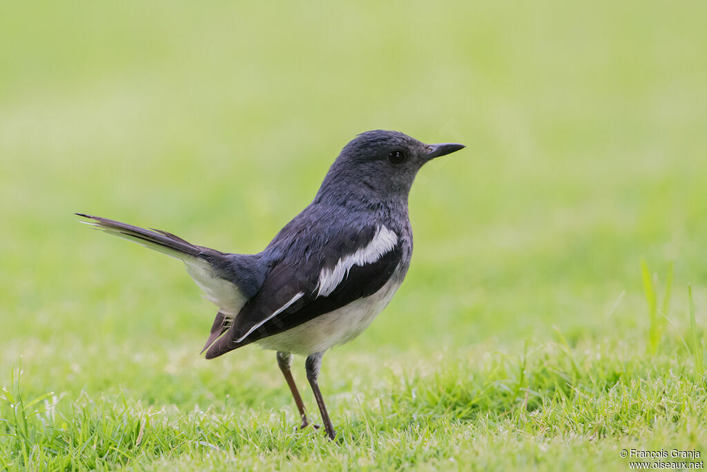 Oriental Magpie-Robin