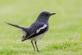 Oriental Magpie-Robin