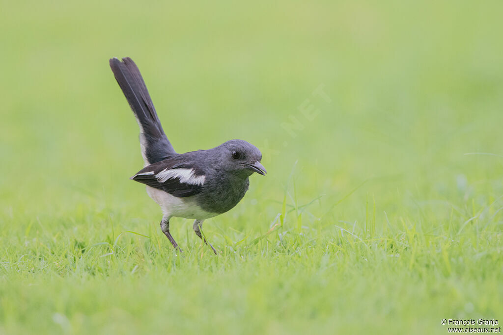 Oriental Magpie-Robin