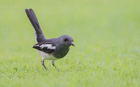 Oriental Magpie-Robin