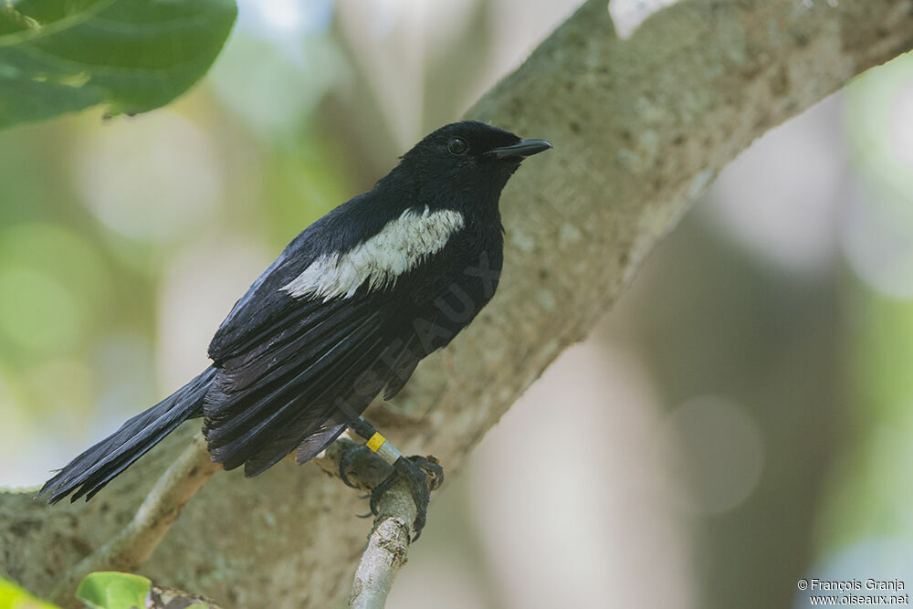 Seychelles Magpie-Robinadult