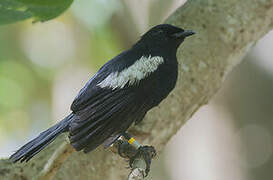 Seychelles Magpie-Robin