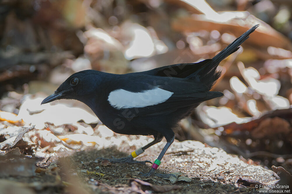 Seychelles Magpie-Robinadult