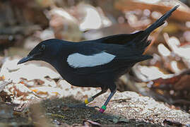 Seychelles Magpie-Robin