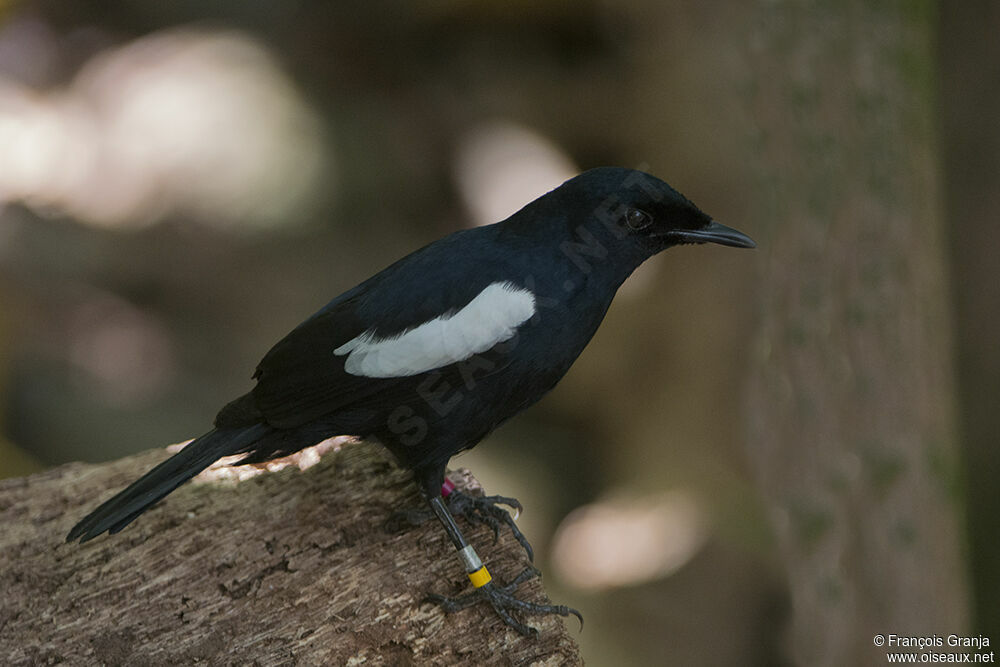 Shama des Seychellesadulte