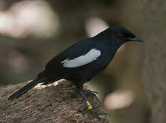 Seychelles Magpie-Robin