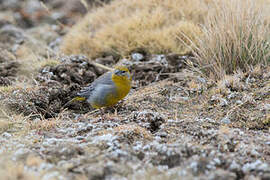 Bright-rumped Yellow Finch