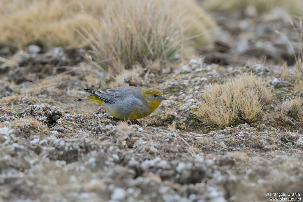 Sicale à croupion jaune