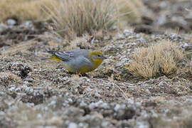 Bright-rumped Yellow Finch