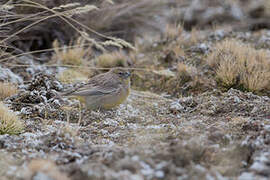 Bright-rumped Yellow Finch