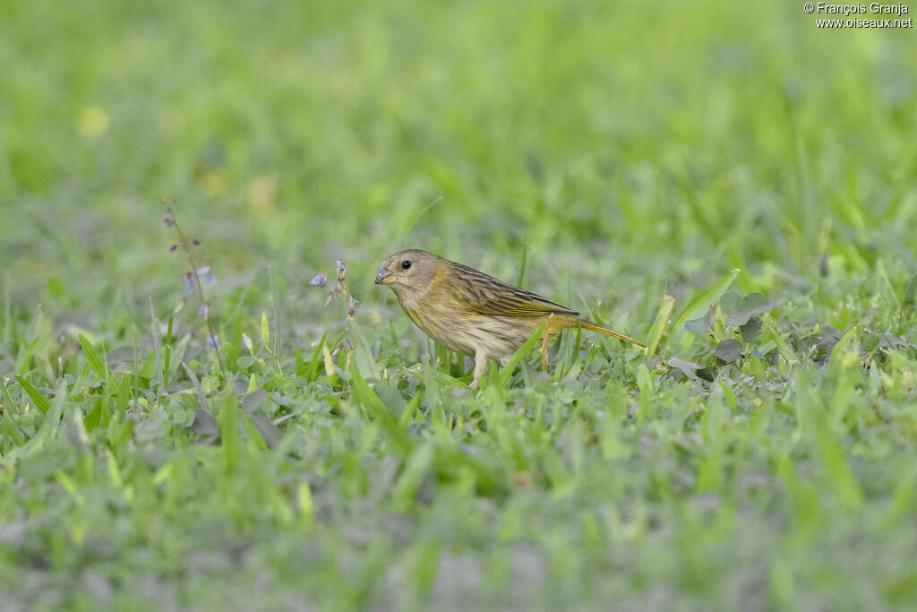 Saffron Finch