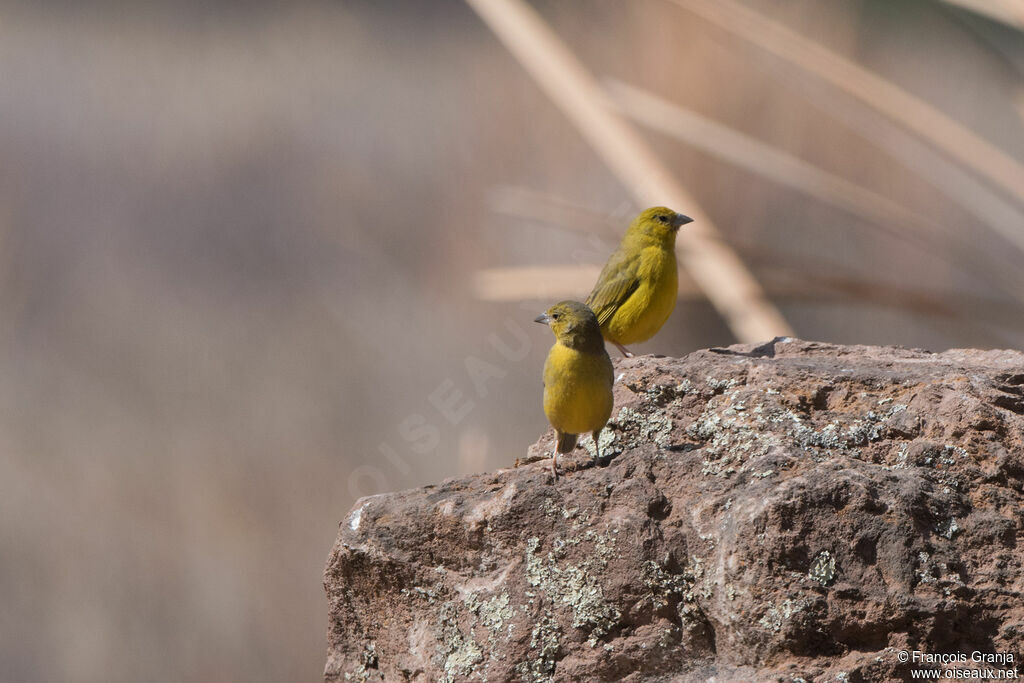 Grassland Yellow Finch