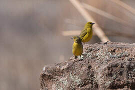 Grassland Yellow Finch