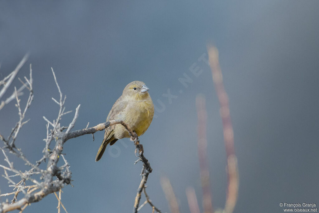 Greenish Yellow Finch