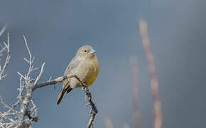 Greenish Yellow Finch