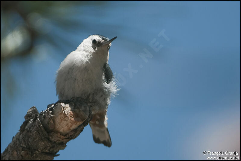 White-breasted Nuthatchadult