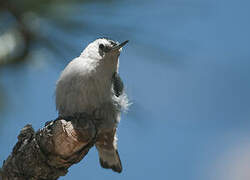 White-breasted Nuthatch