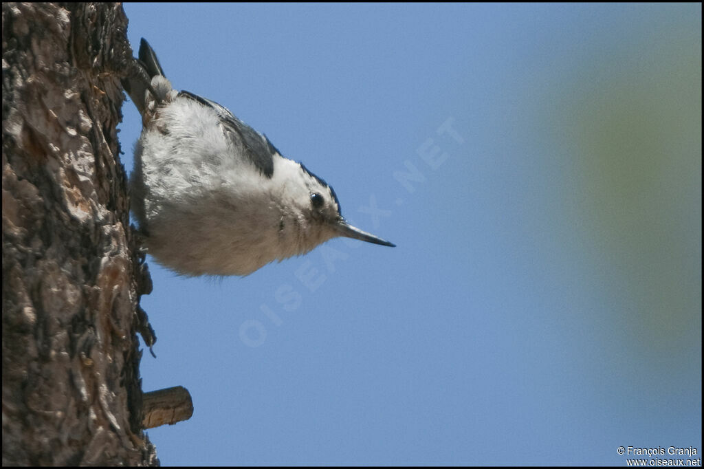 White-breasted Nuthatchadult