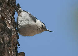 White-breasted Nuthatch