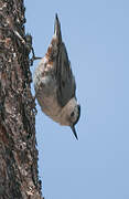 White-breasted Nuthatch