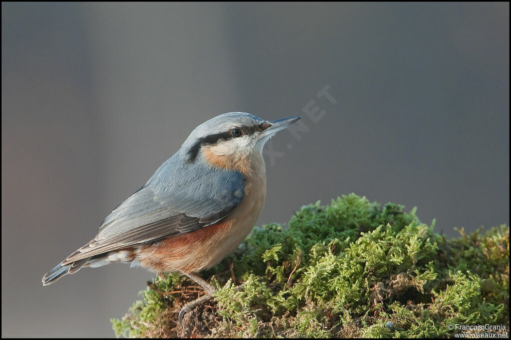 Eurasian Nuthatchadult