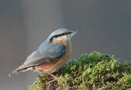 Eurasian Nuthatch