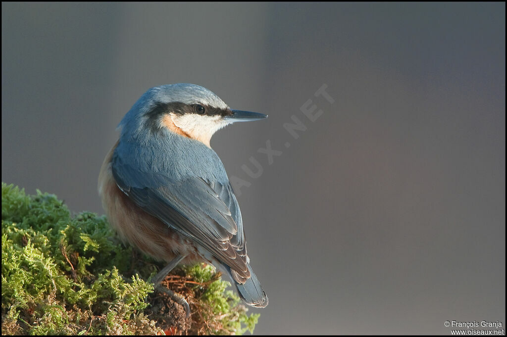 Eurasian Nuthatchadult