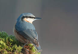 Eurasian Nuthatch