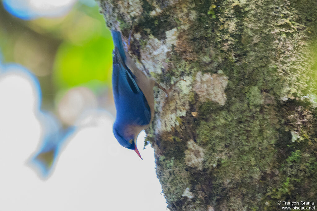 Velvet-fronted Nuthatch