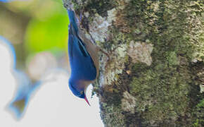 Velvet-fronted Nuthatch