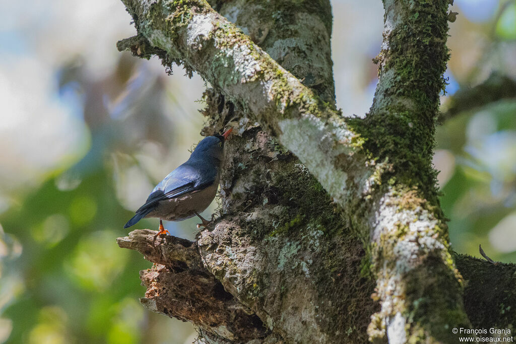 Velvet-fronted Nuthatch