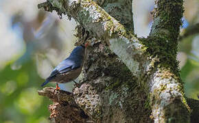 Velvet-fronted Nuthatch