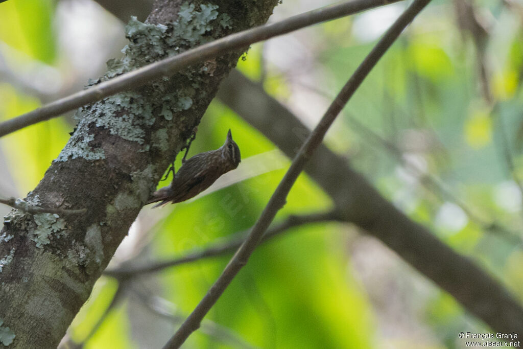 Streaked Xenops