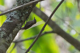 Streaked Xenops