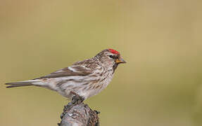 Common Redpoll