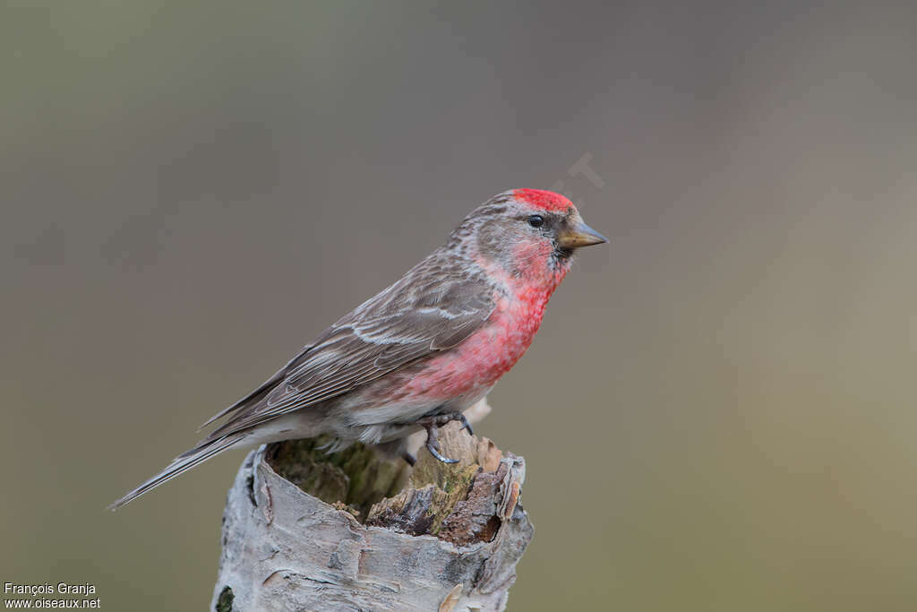 Common Redpoll male adult breeding, pigmentation