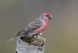 Common Redpoll