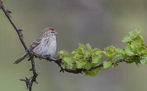 Common Redpoll