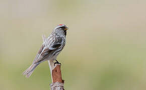 Common Redpoll