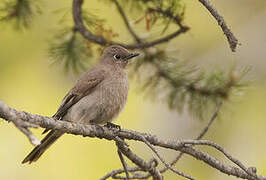 Townsend's Solitaire