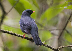 Black-faced Solitaire