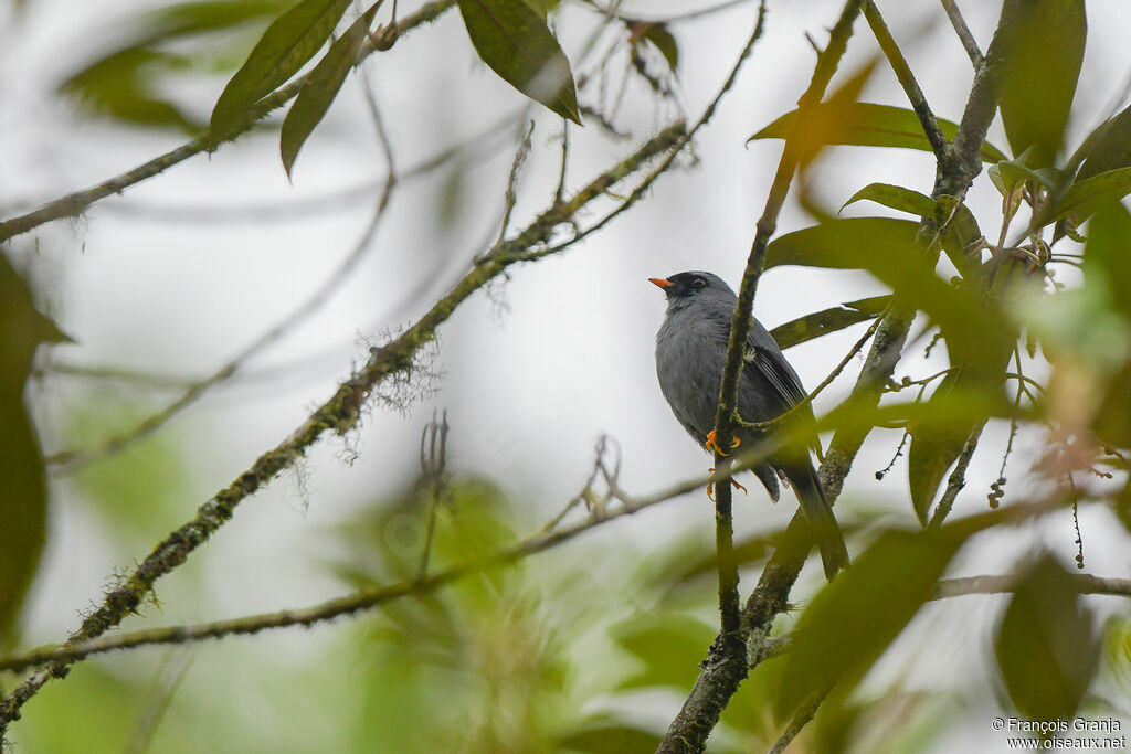 Black-faced Solitaire