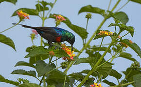 Red-chested Sunbird