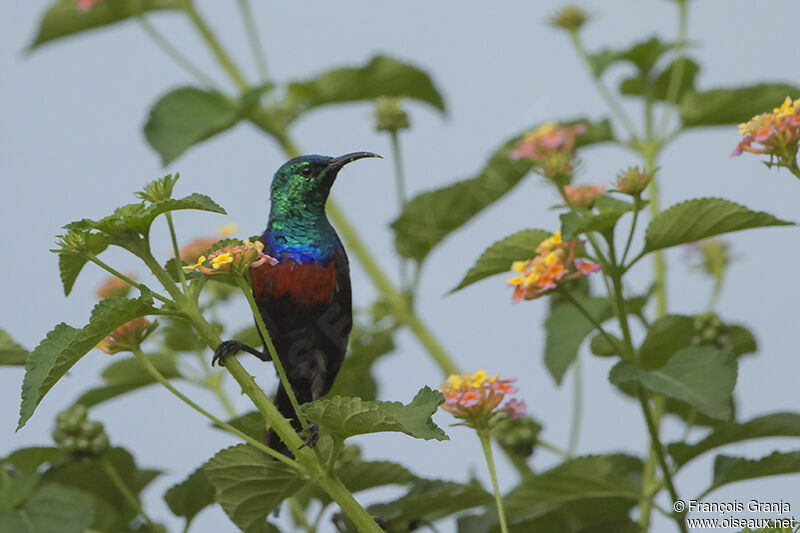 Red-chested Sunbirdadult