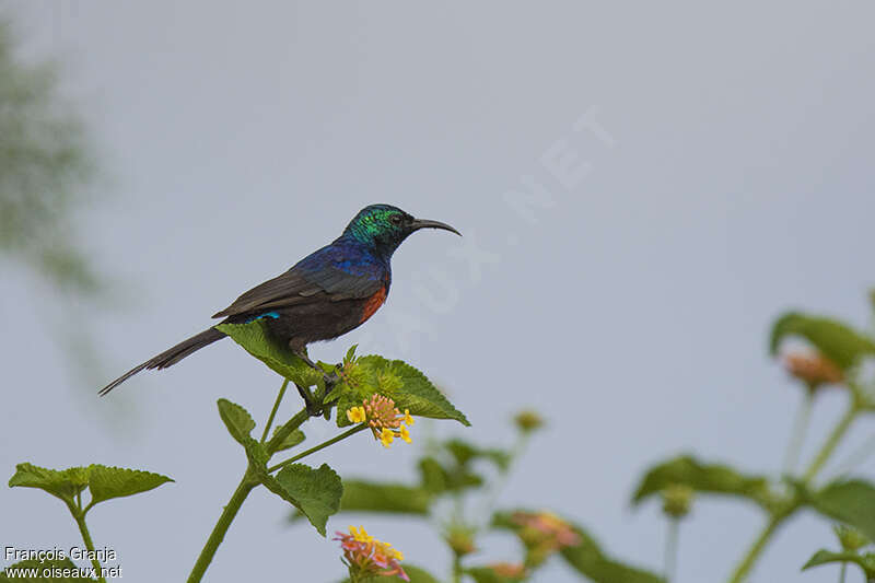 Red-chested Sunbird male adult breeding, identification