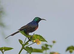 Red-chested Sunbird