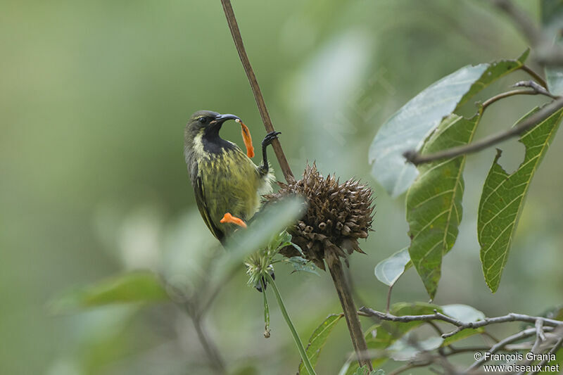 Red-chested Sunbirdjuvenile