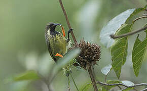 Red-chested Sunbird